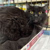 adoptable Cat in  named Queso