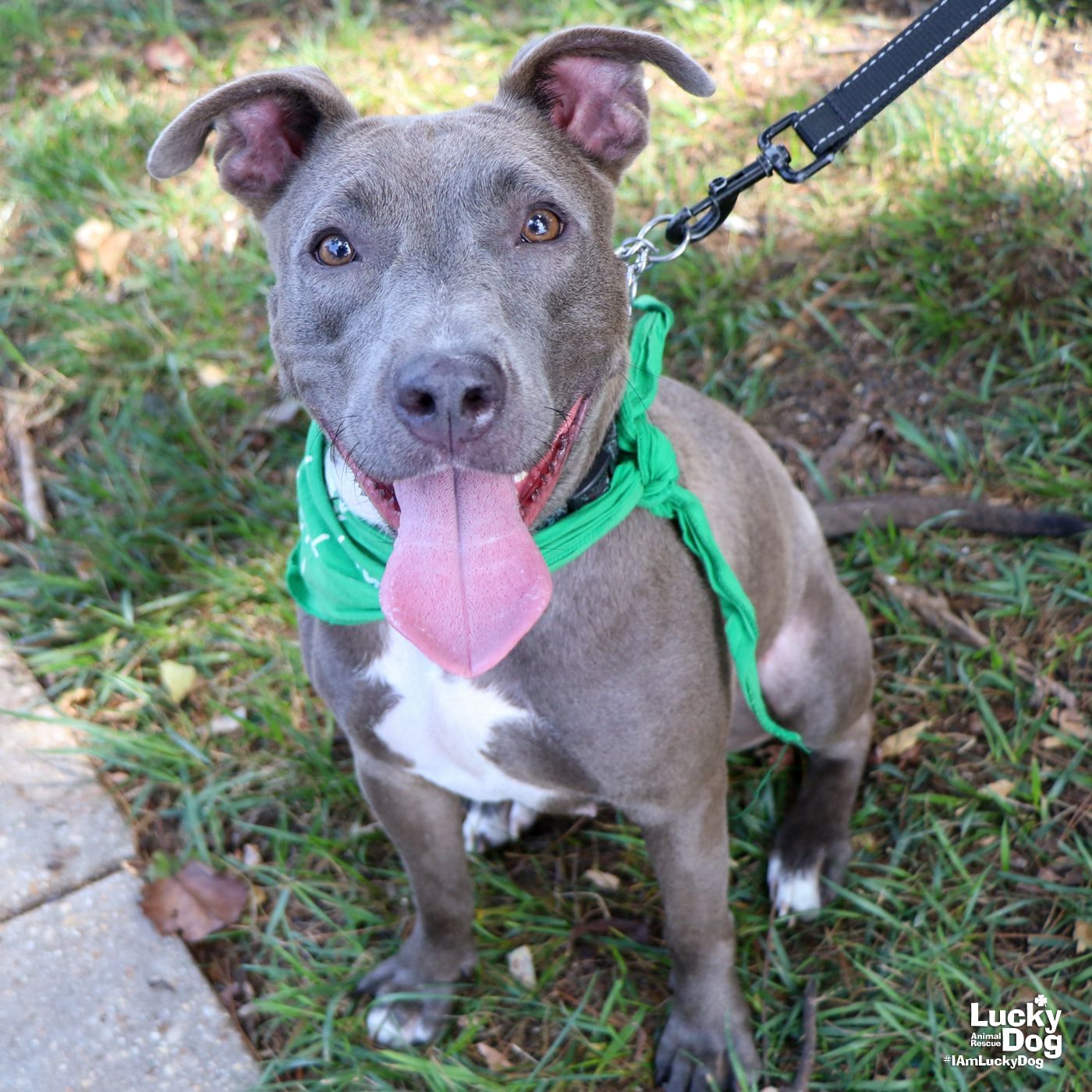 adoptable Dog in Washington, DC named Evie