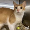 adoptable Cat in , DC named Josie