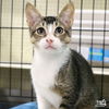 adoptable Cat in , DC named Flower Girl