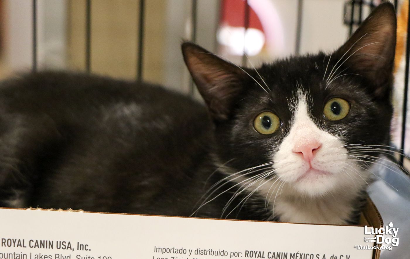 adoptable Cat in Washington, DC named Ichabod