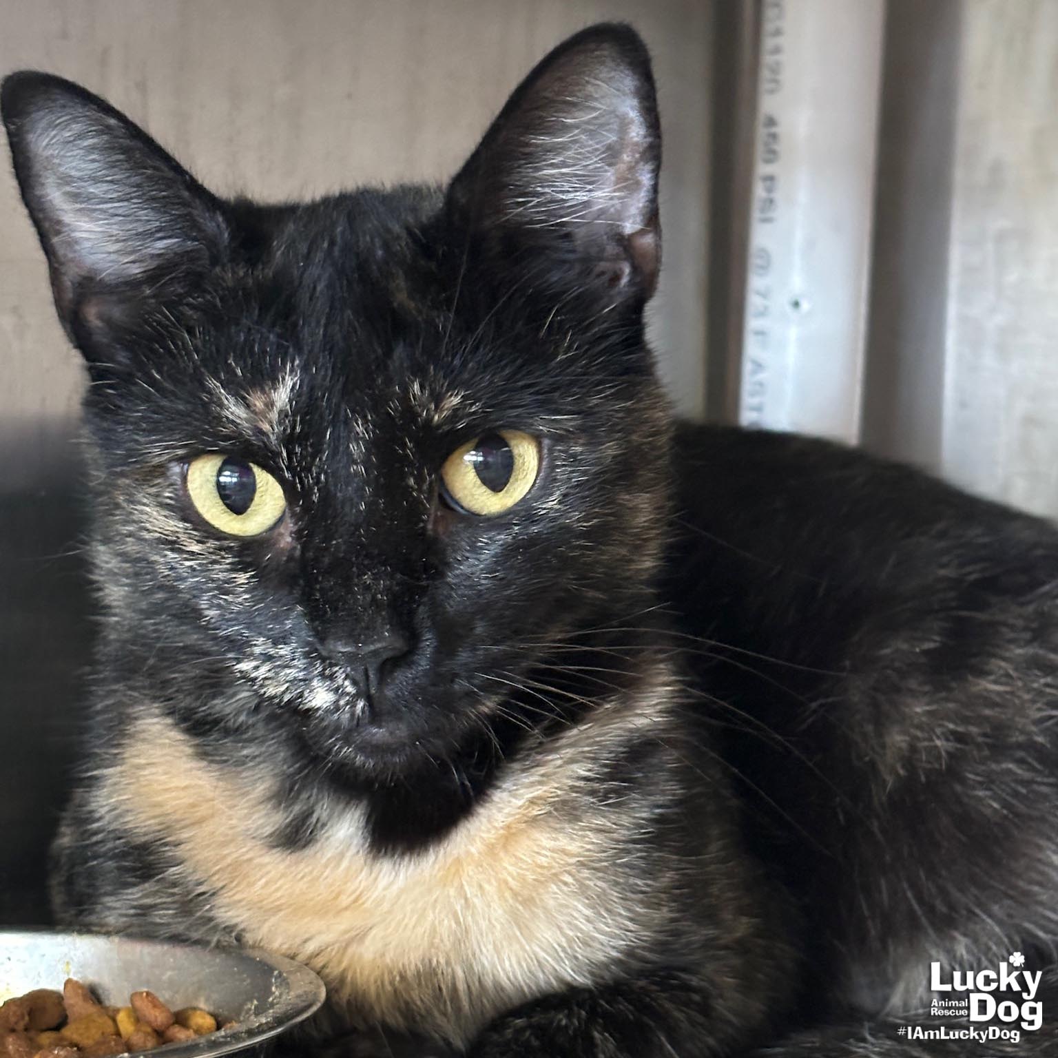 adoptable Cat in Washington, DC named Kourtney