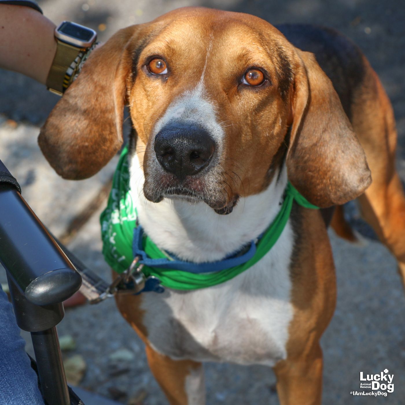 adoptable Dog in Washington, DC named Henry