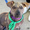 adoptable Dog in , DC named Darwina