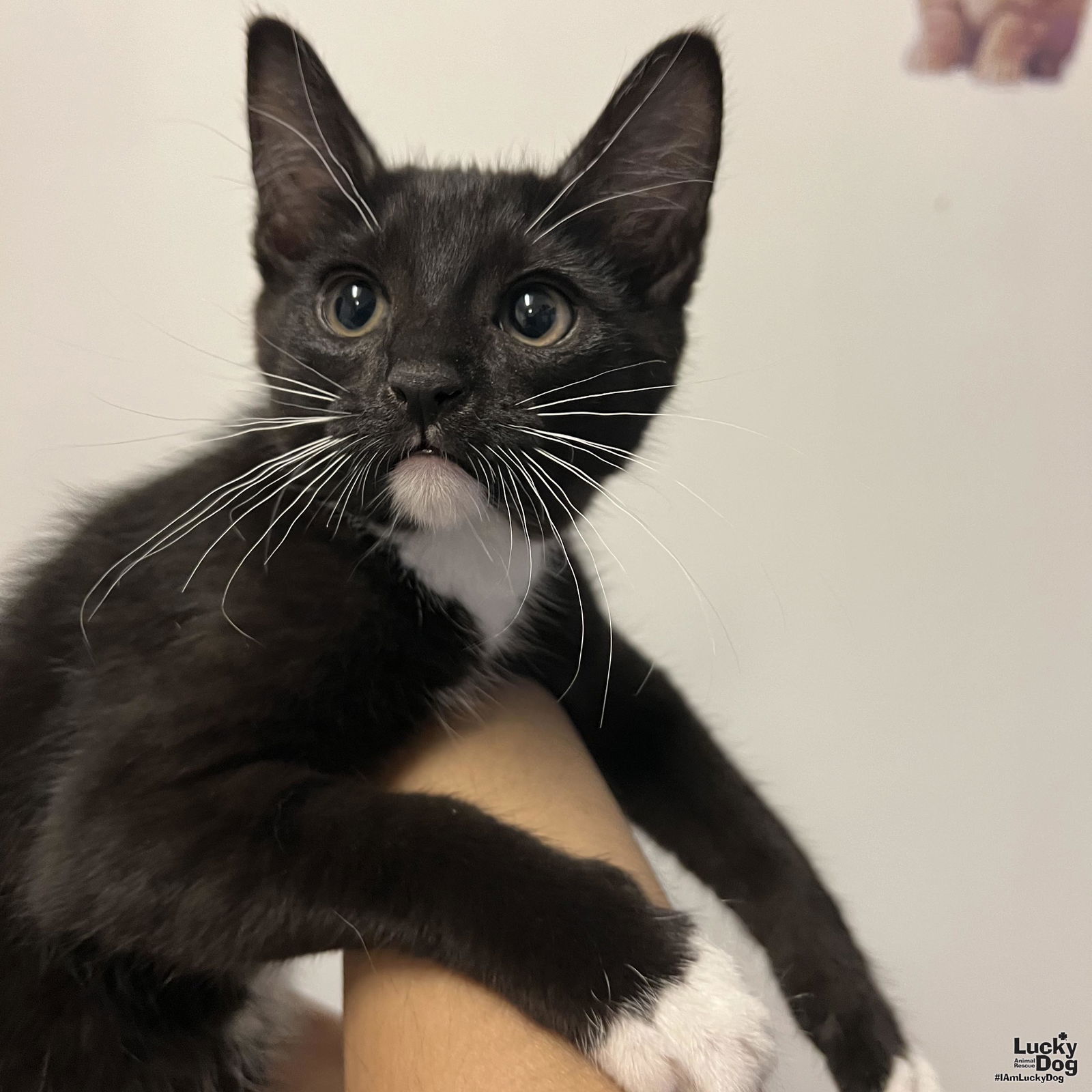 adoptable Cat in Washington, DC named Meeza