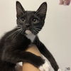 adoptable Cat in , DC named Meeza