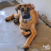 adoptable Dog in , DC named Leandro