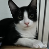 adoptable Cat in Washington, DC named Elvis