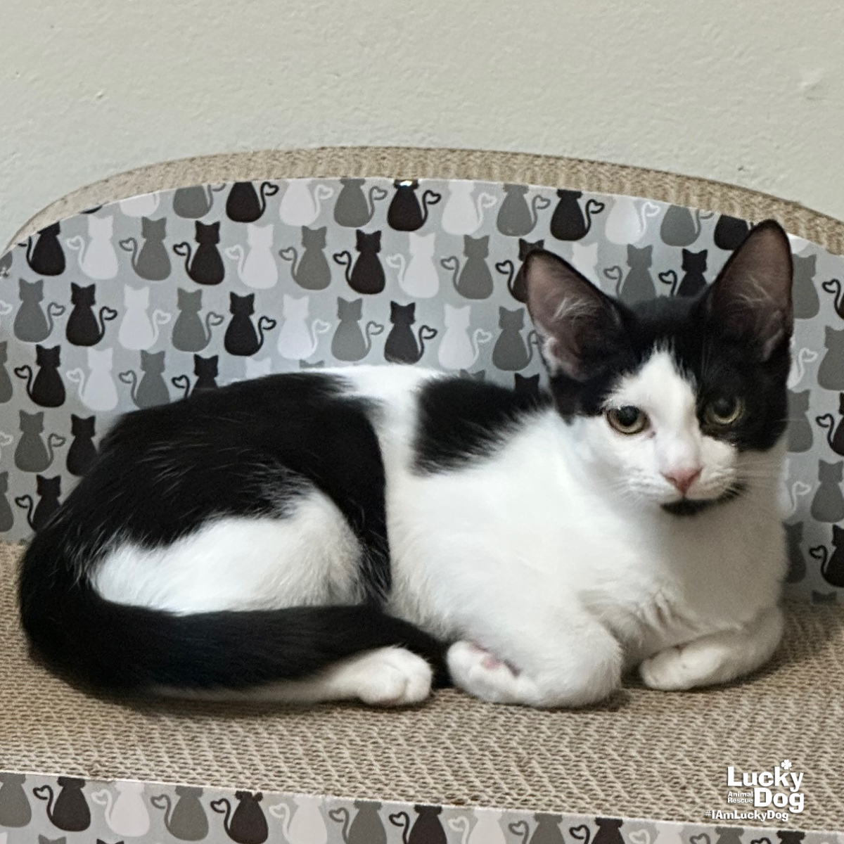 adoptable Cat in Washington, DC named Eevee