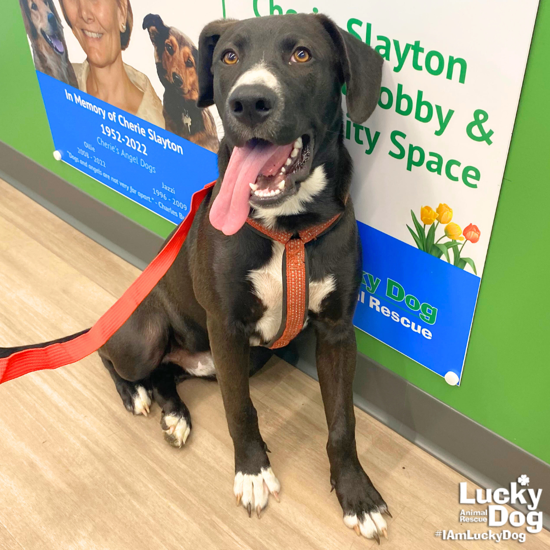 Dog for Adoption - Taz, a Labrador Retriever in Stafford County, VA ...