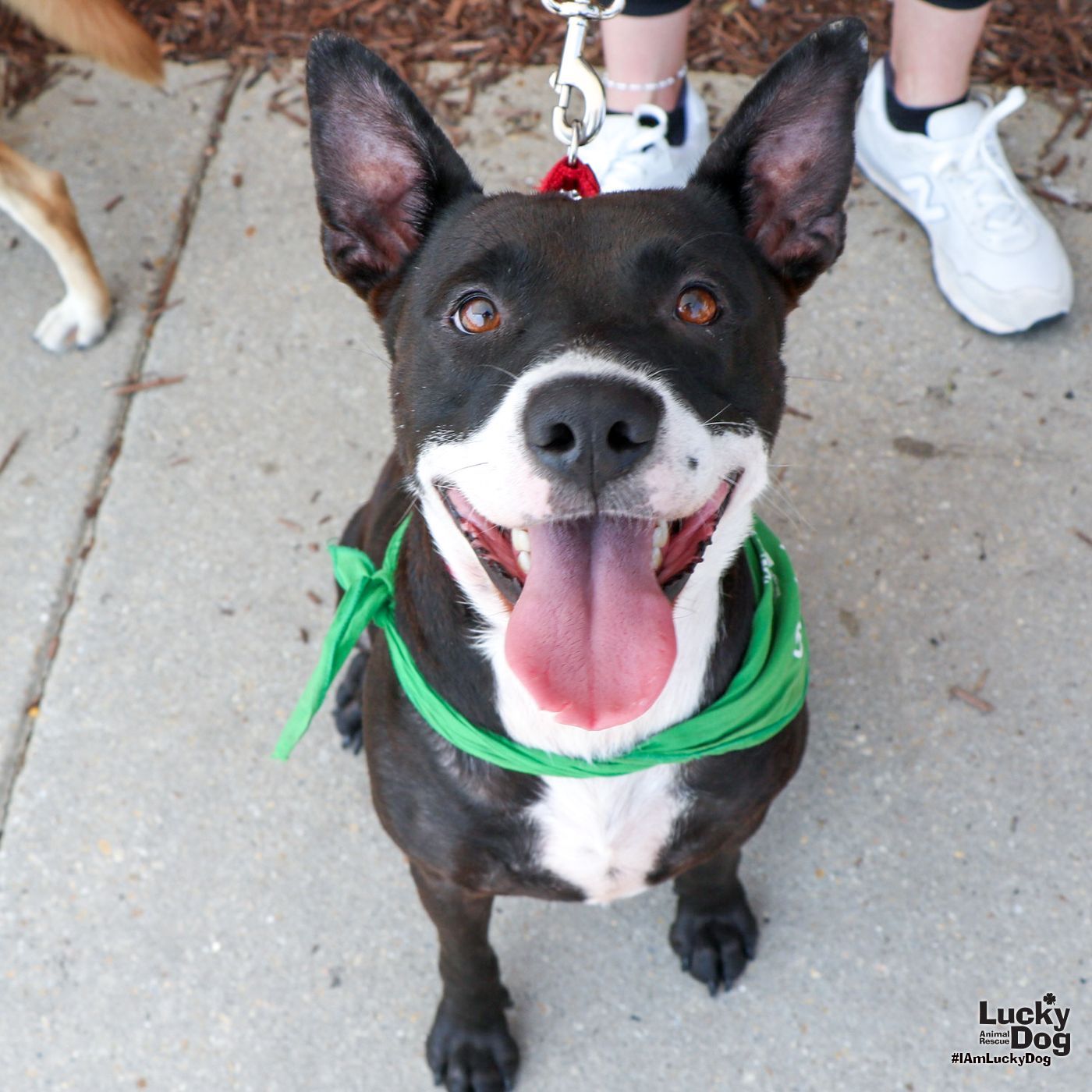 adoptable Dog in Washington, DC named Dingo