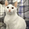 adoptable Cat in , DC named Tofu