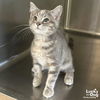 adoptable Cat in , DC named Nibble