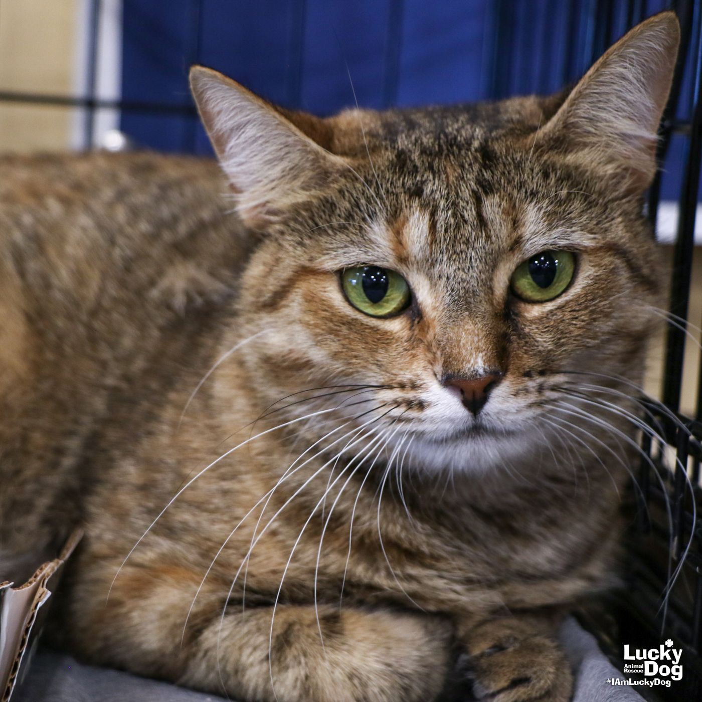 adoptable Cat in Washington, DC named Calixta