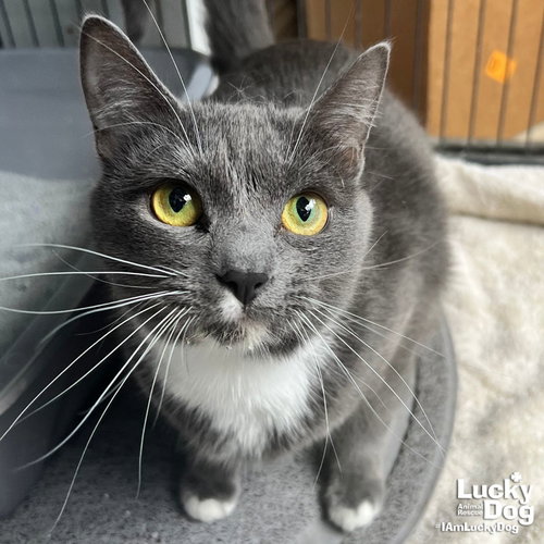 PASTA FETTUCCINE - Domestic Short Hair available for adoption