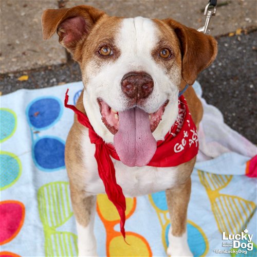 adoptable Dog in Washington, DC named Buddy