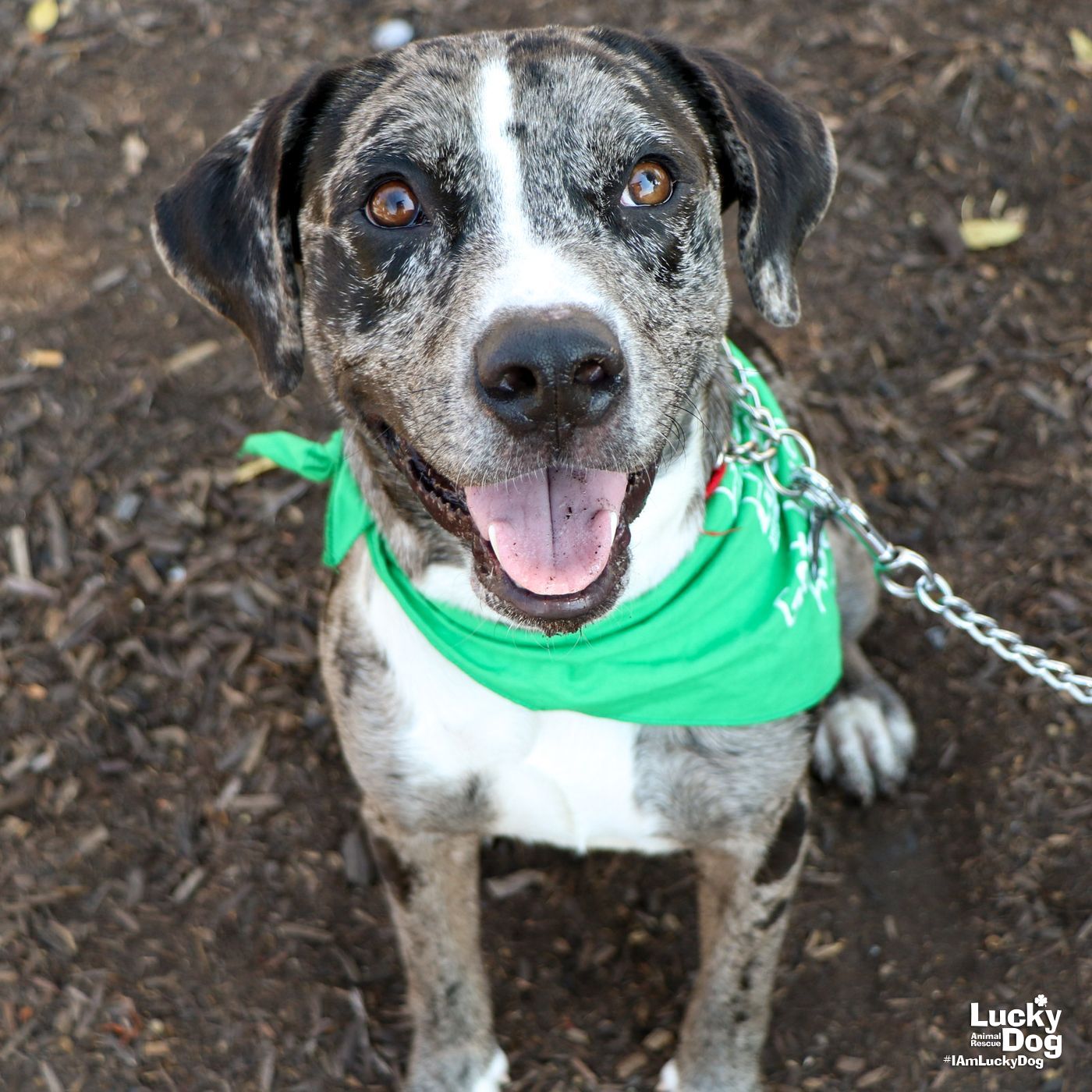 adoptable Dog in Washington, DC named Max