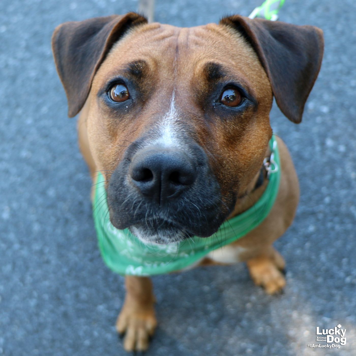 adoptable Dog in Washington, DC named Harper