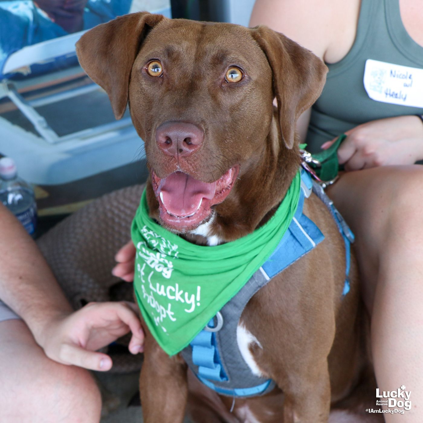 adoptable Dog in Washington, DC named Healy