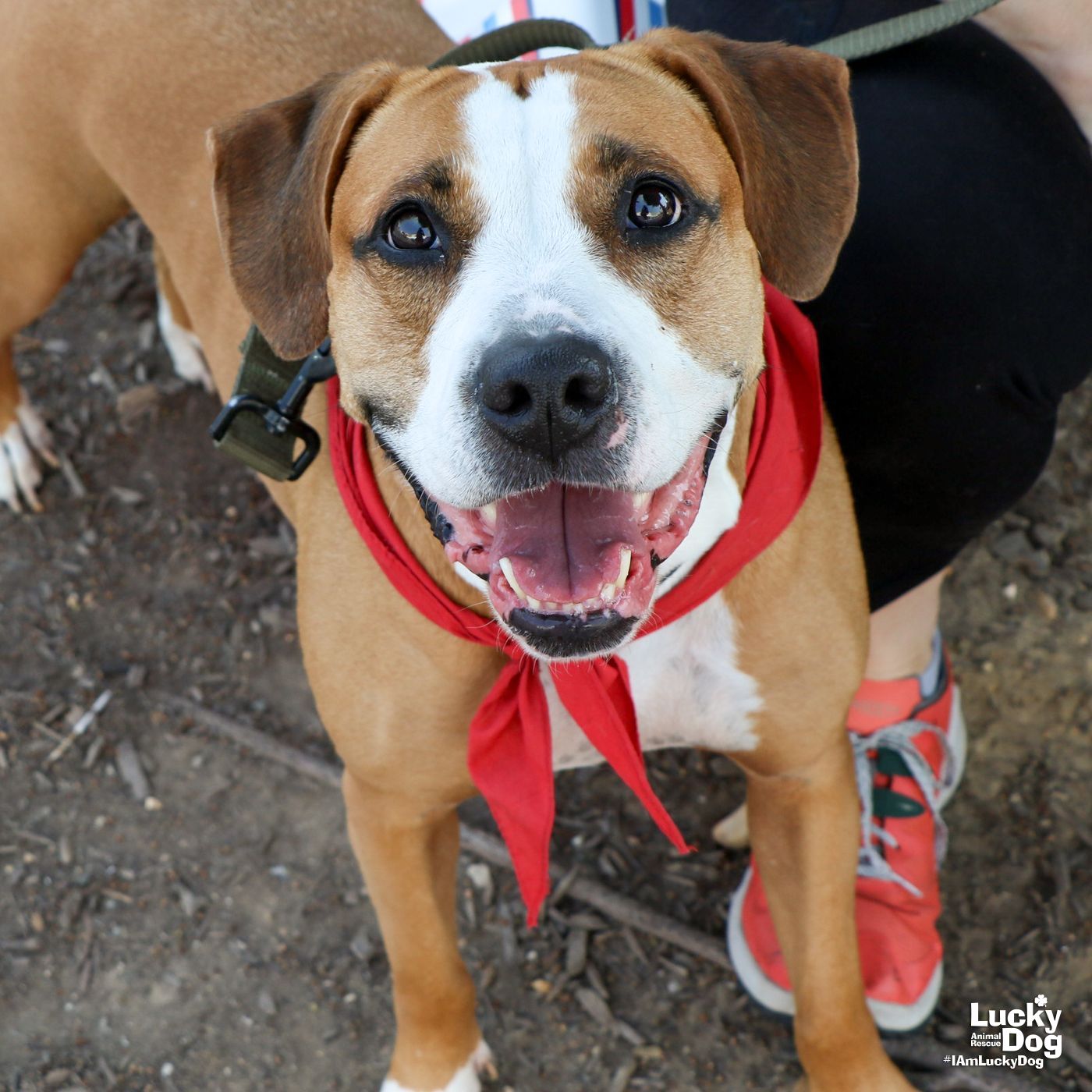 adoptable Dog in Washington, DC named Estella