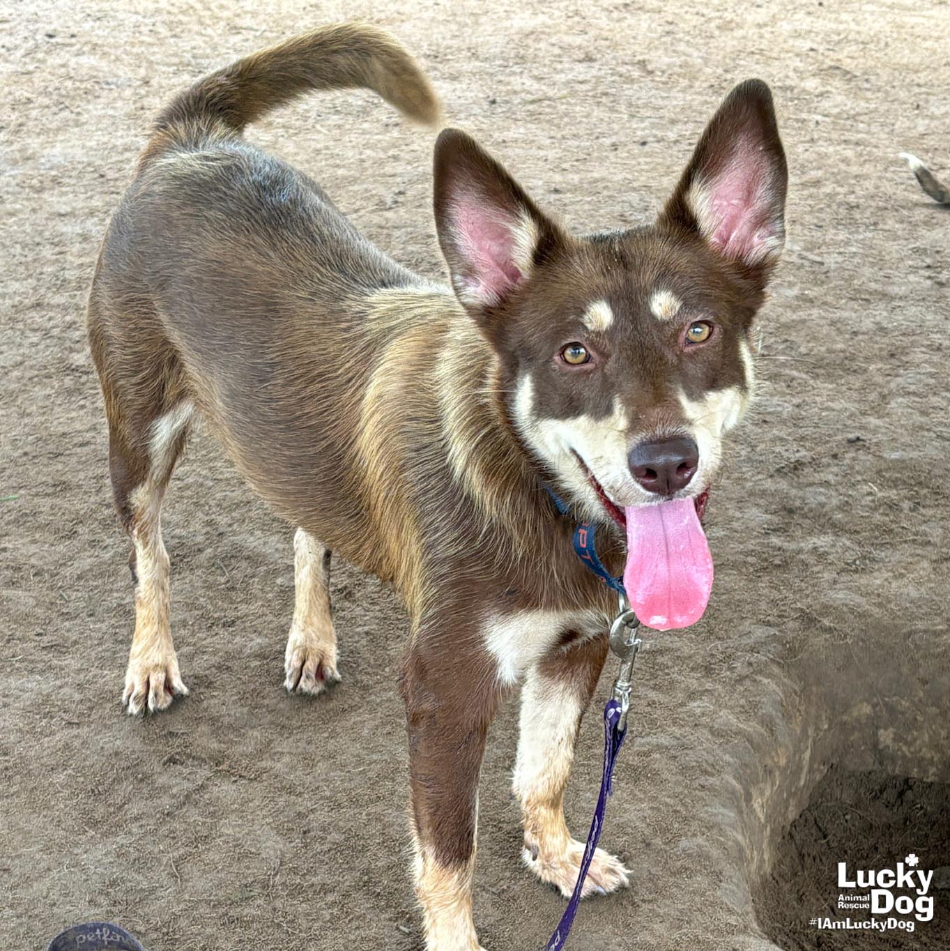 adoptable Dog in Washington, DC named Liberia