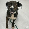 adoptable Dog in , DC named Addison