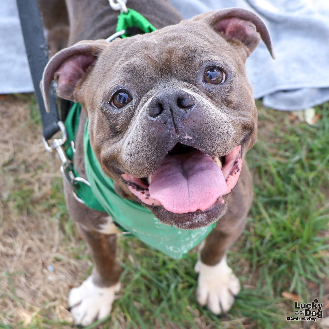 adoptable Dog in Washington, DC named Bluebell