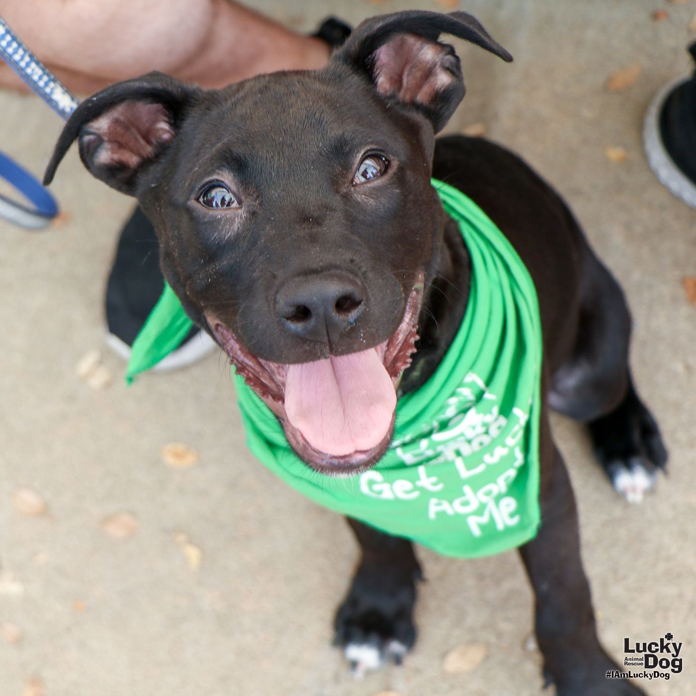 adoptable Dog in Washington, DC named Pete