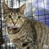 adoptable Cat in Washington, DC named Indium