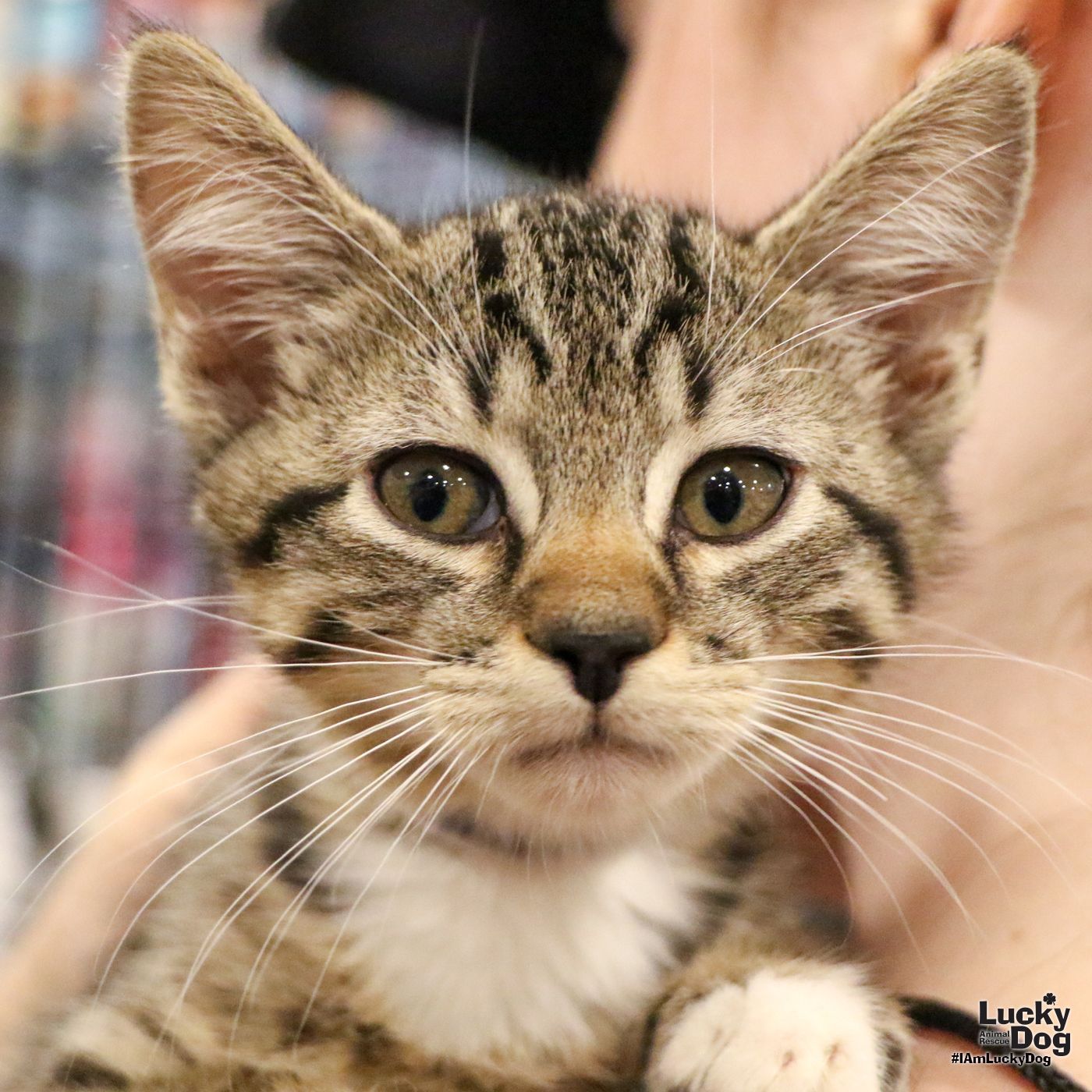 adoptable Cat in Washington, DC named Precious Nickel