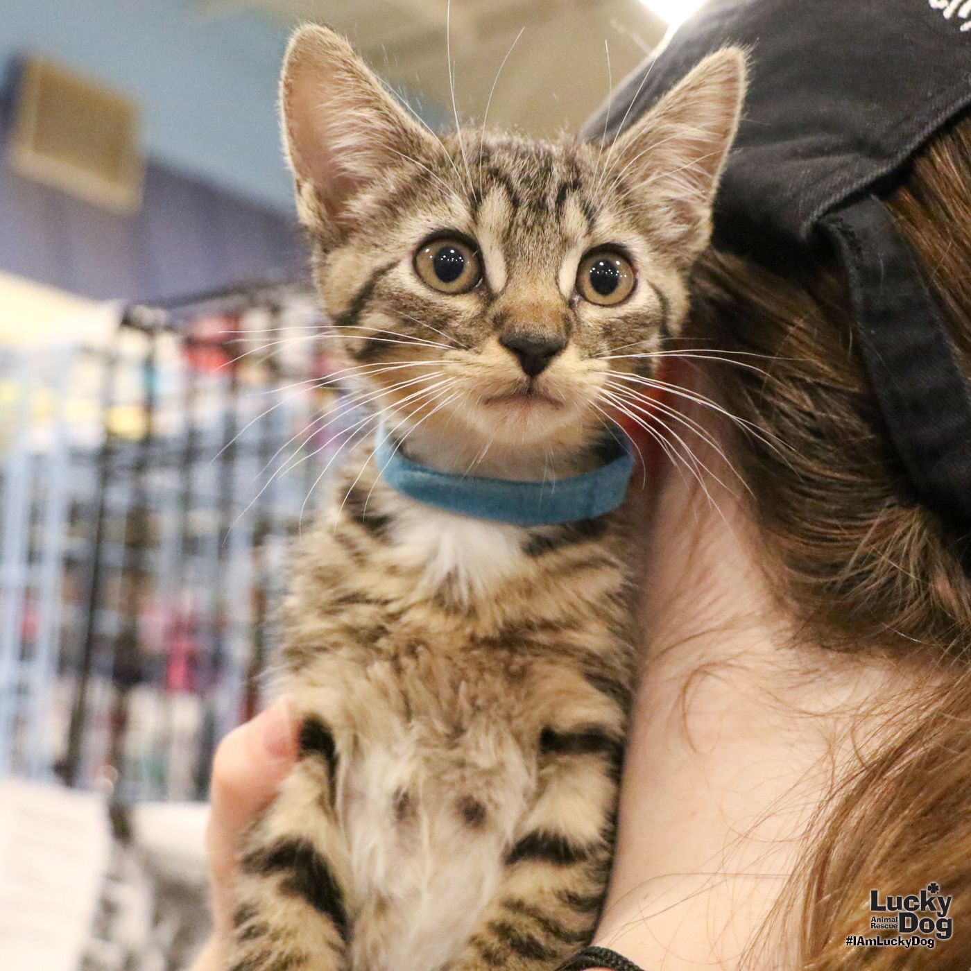 adoptable Cat in Washington, DC named Precious Neon