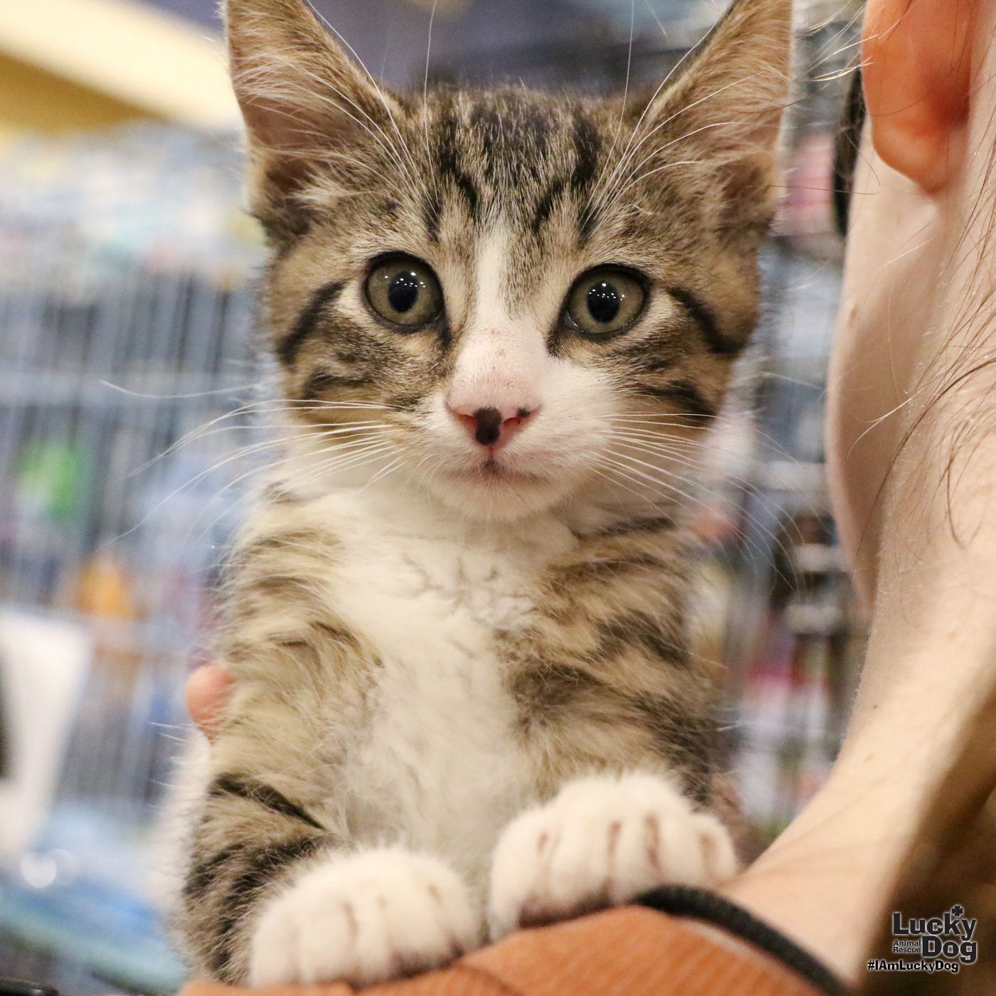 adoptable Cat in Washington, DC named Precious Bromine