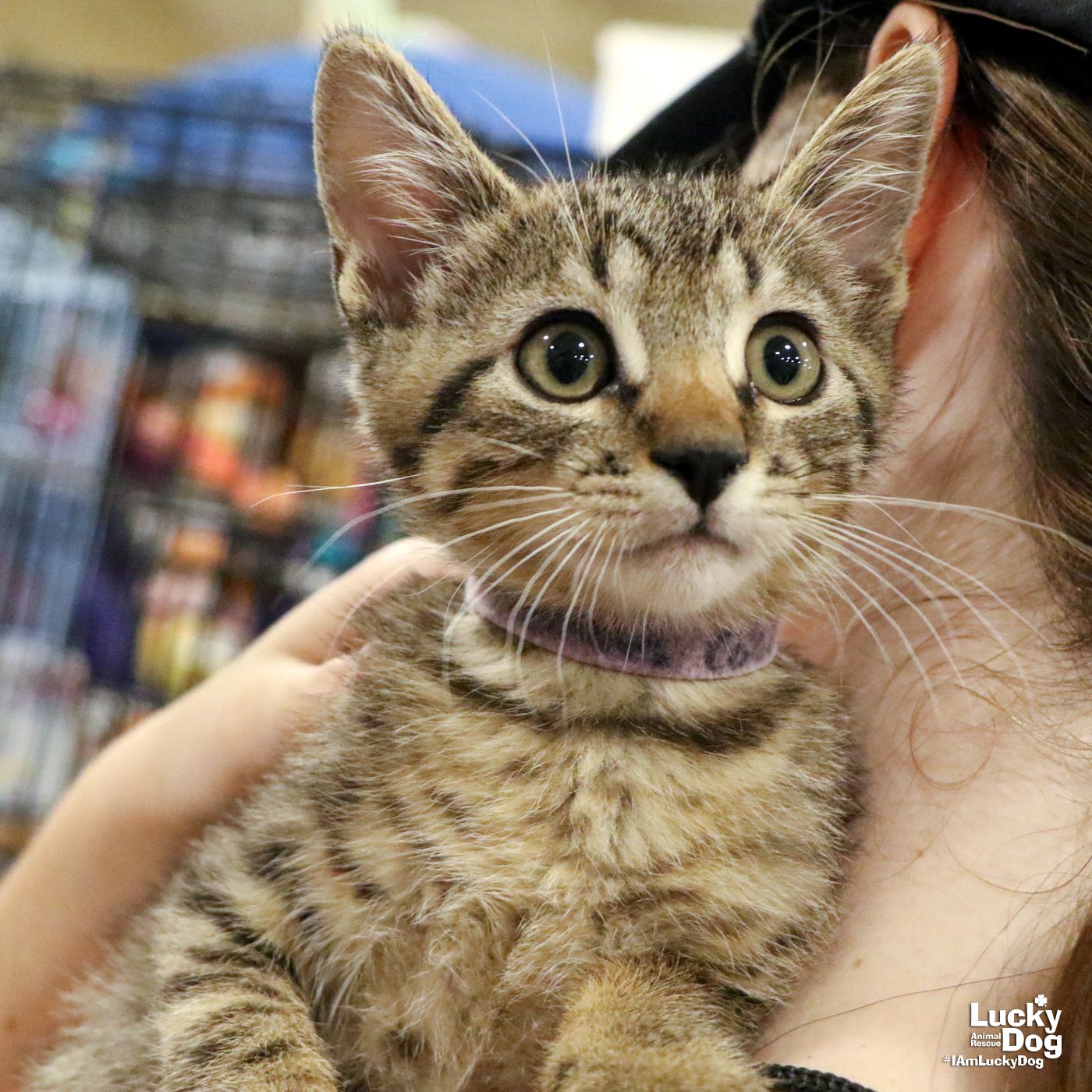 adoptable Cat in Washington, DC named Precious Cobalt