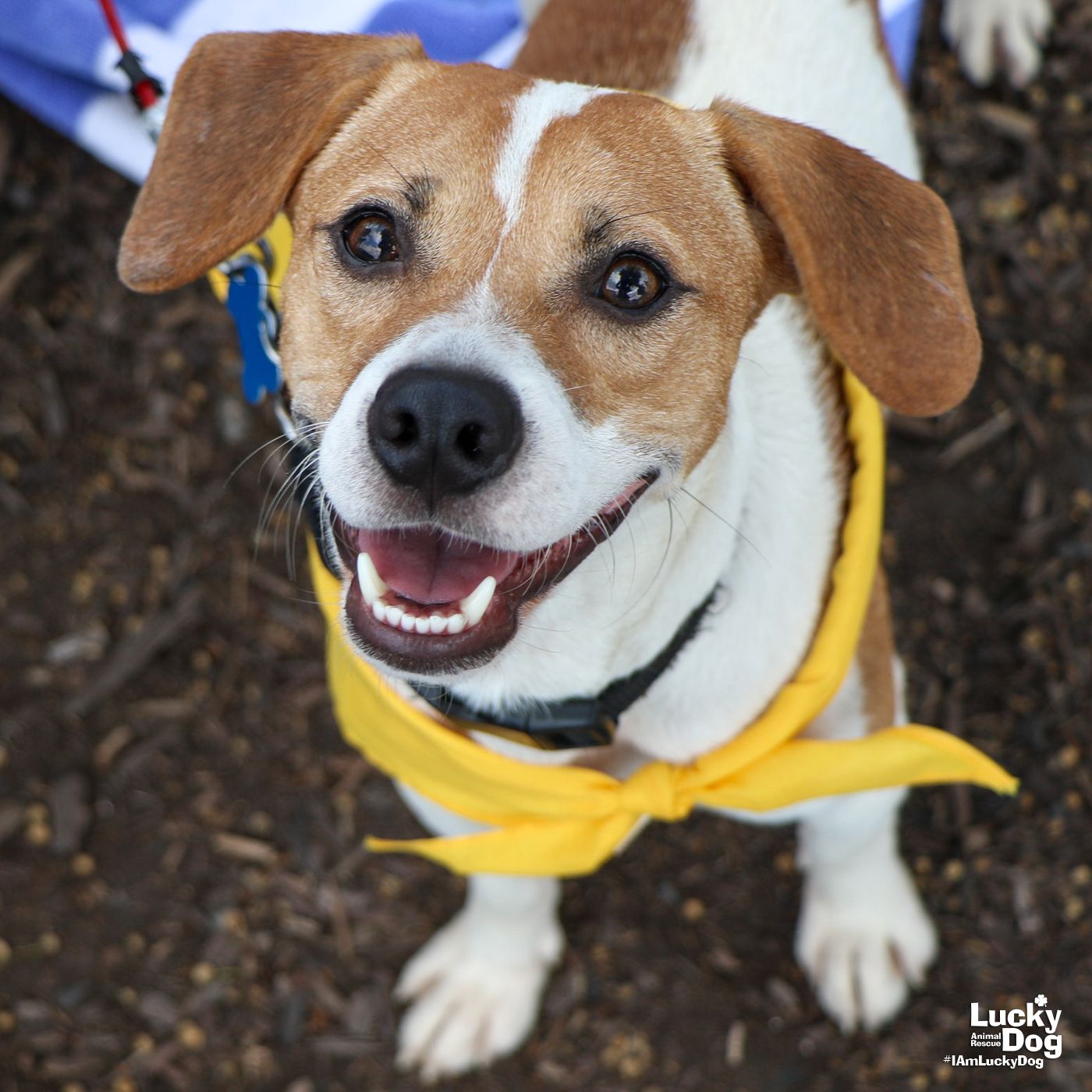 adoptable Dog in Washington, DC named Freddie