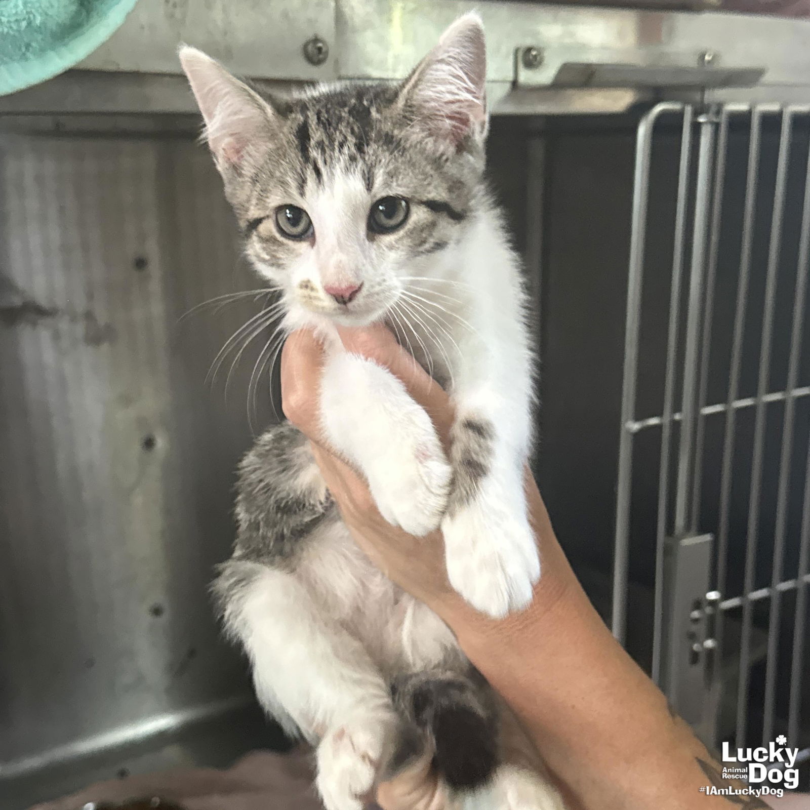 adoptable Cat in Washington, DC named Little Dash