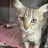 adoptable Cat in , DC named Tiana