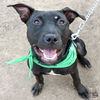 adoptable Dog in , DC named Petrie