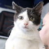 adoptable Cat in , DC named Peewee