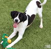 adoptable Dog in , DC named Harris