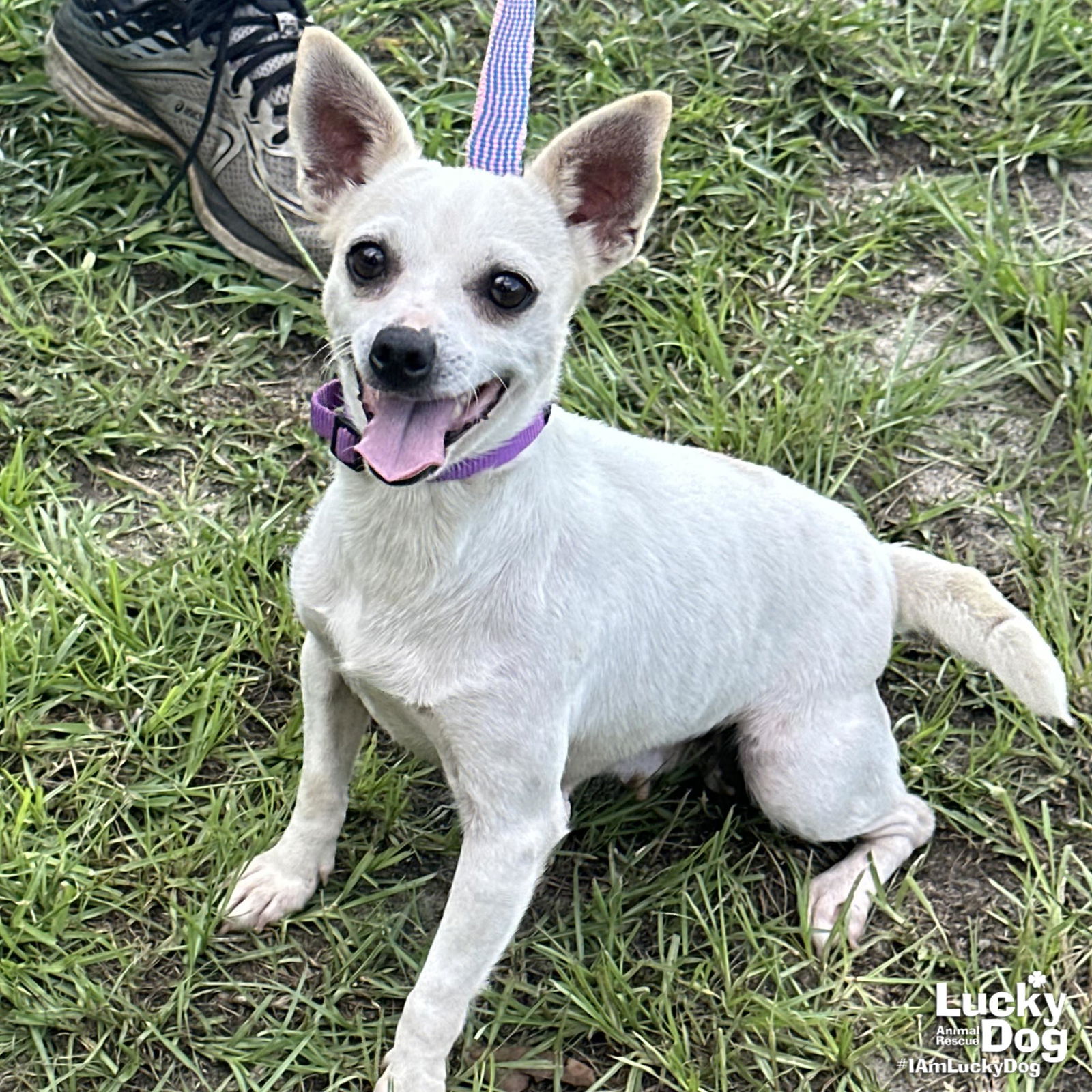 adoptable Dog in Washington, DC named Blondie