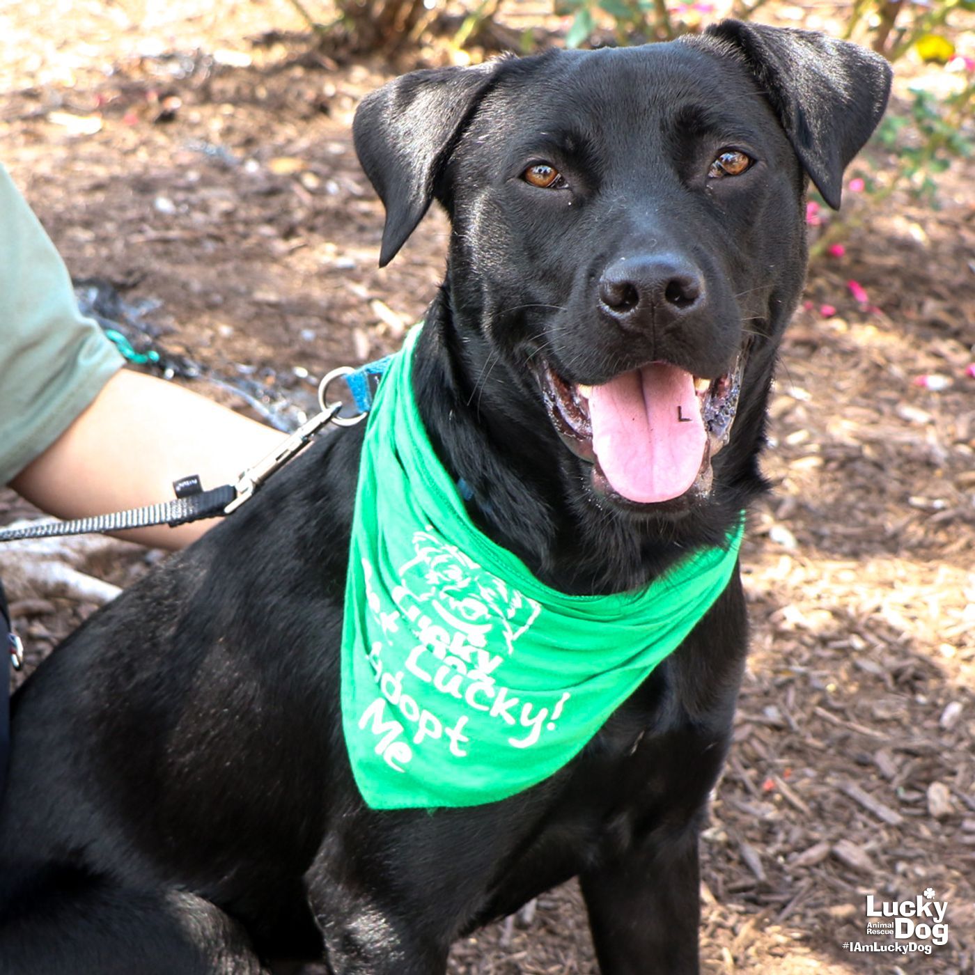 adoptable Dog in Washington, DC named Lura