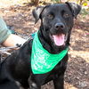 adoptable Dog in , DC named Lura