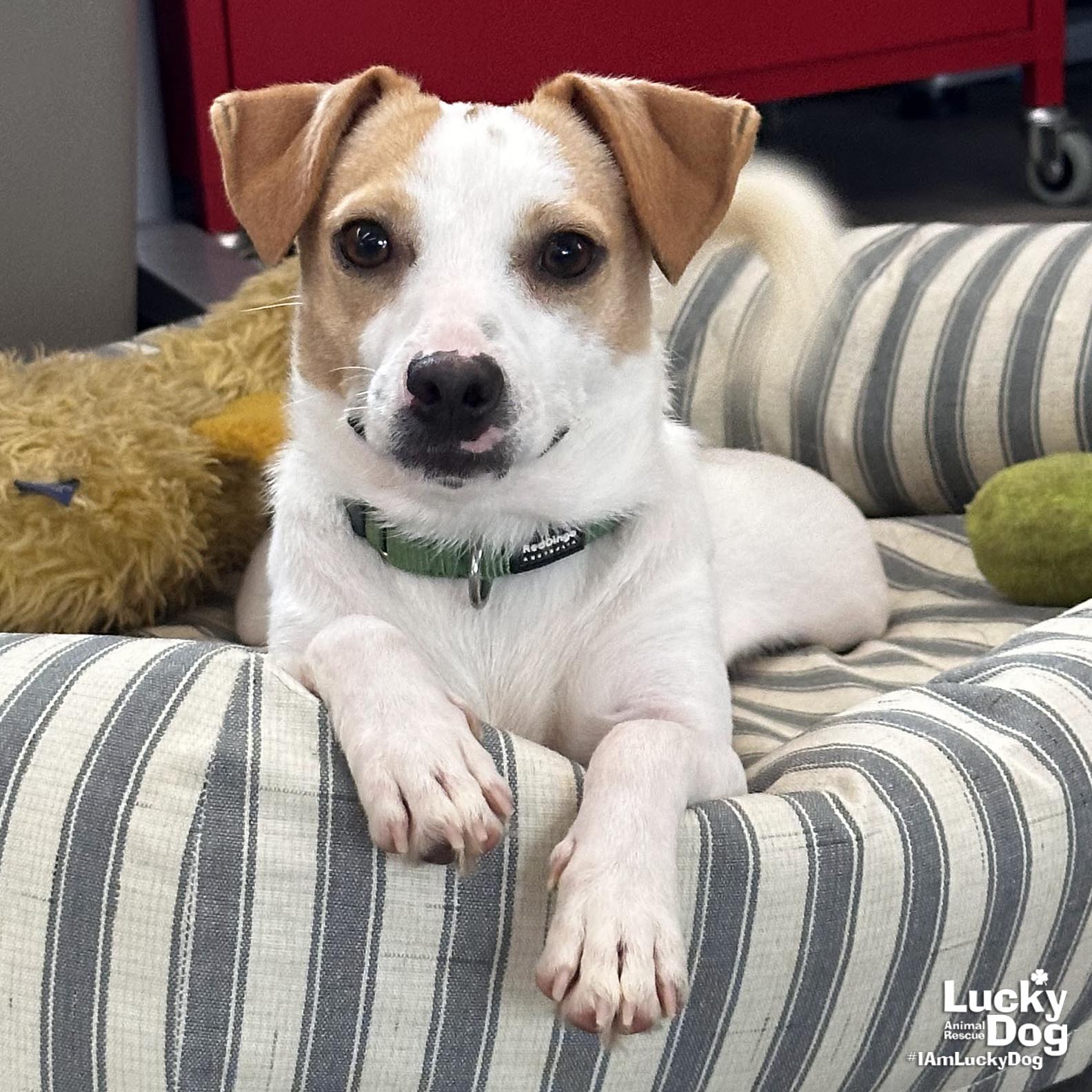 adoptable Dog in Washington, DC named Crocodilly