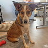 adoptable Dog in , DC named Turks