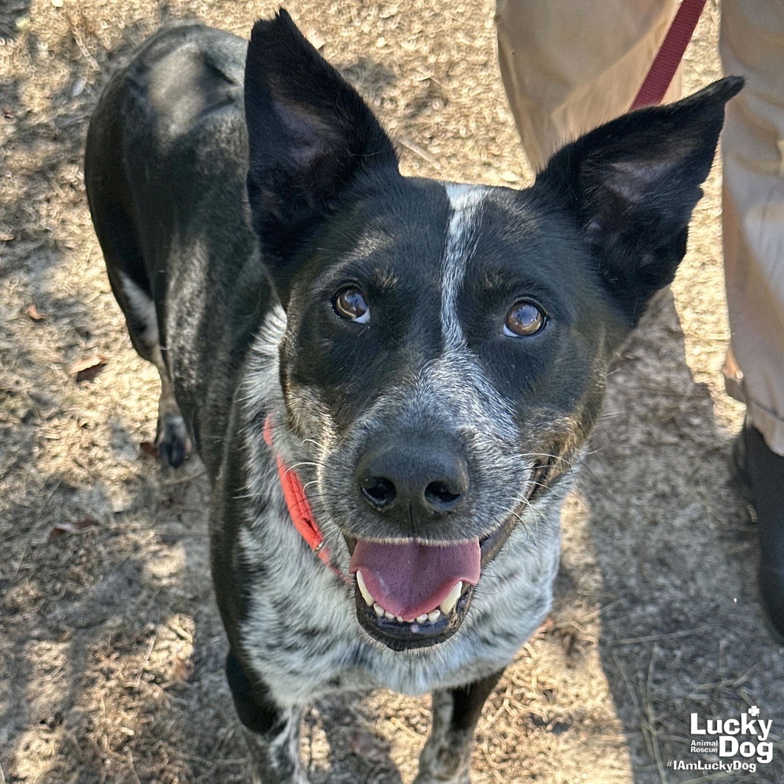 adoptable Dog in Washington, DC named General