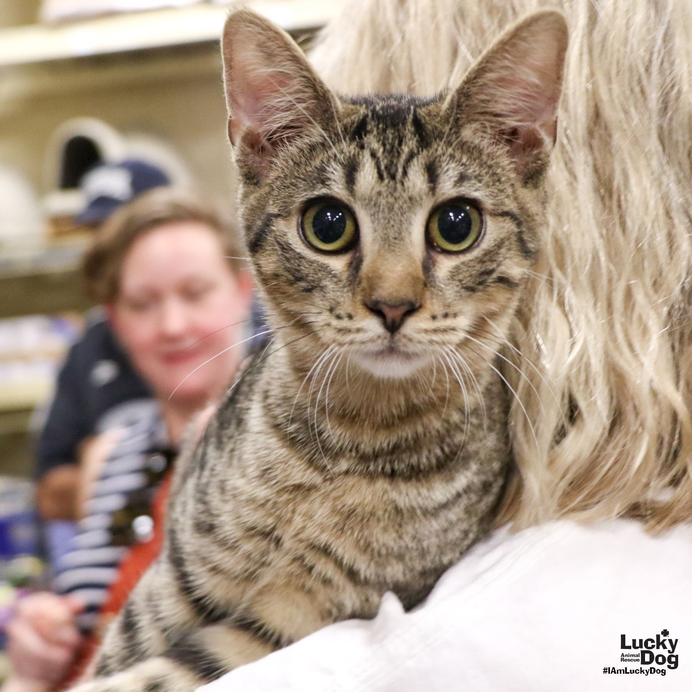 adoptable Cat in Washington, DC named Vernon