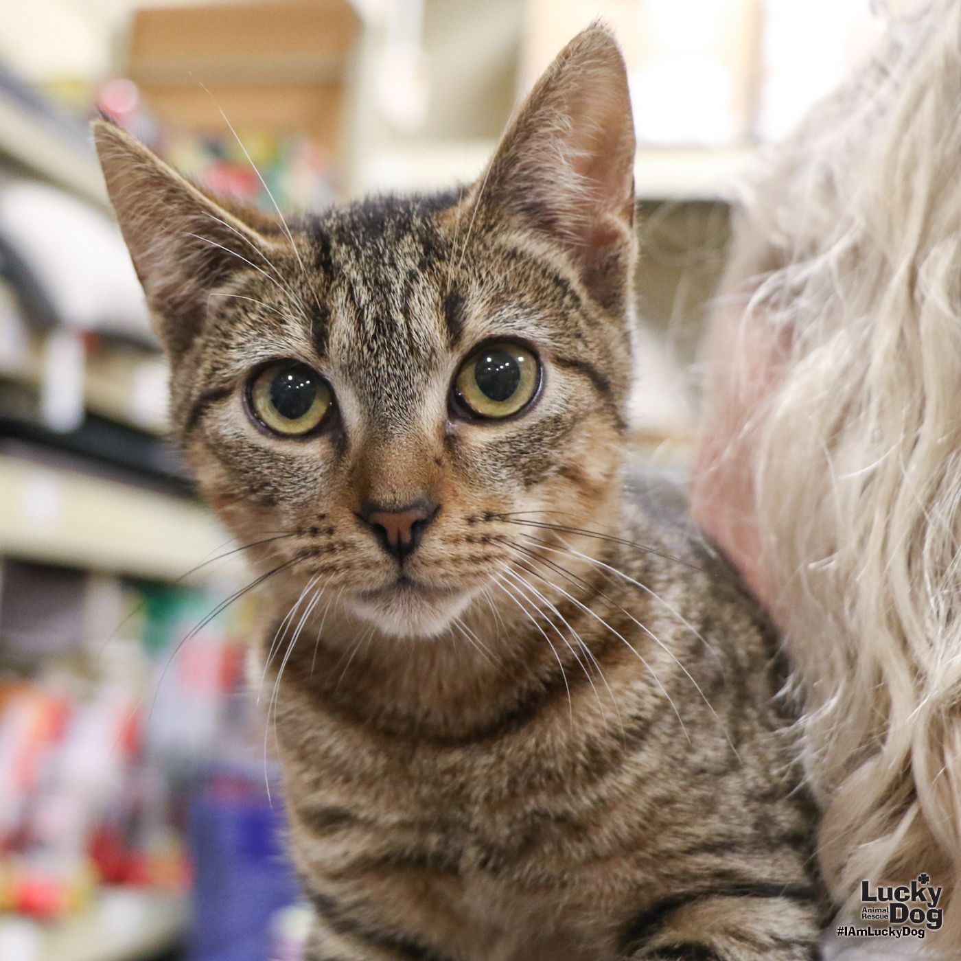 adoptable Cat in Washington, DC named Venus