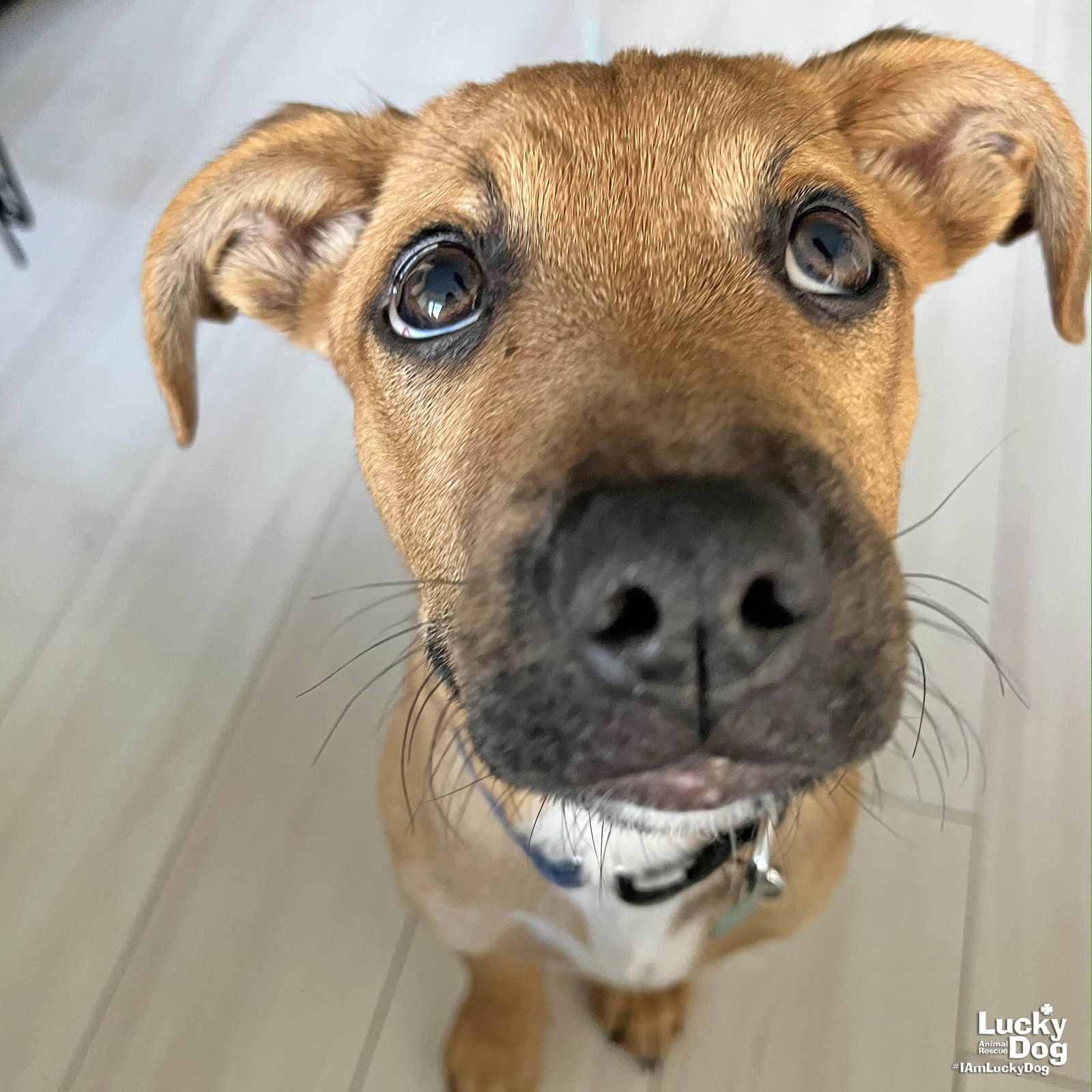 adoptable Dog in Washington, DC named Baby Teddy