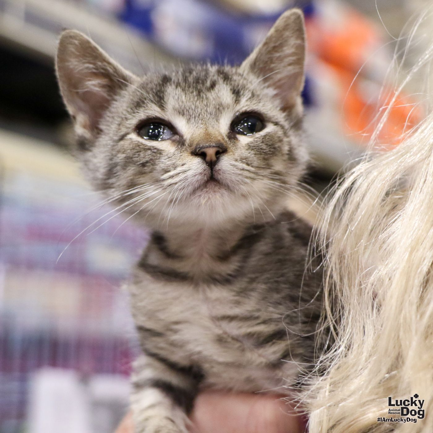 adoptable Cat in Washington, DC named Mini