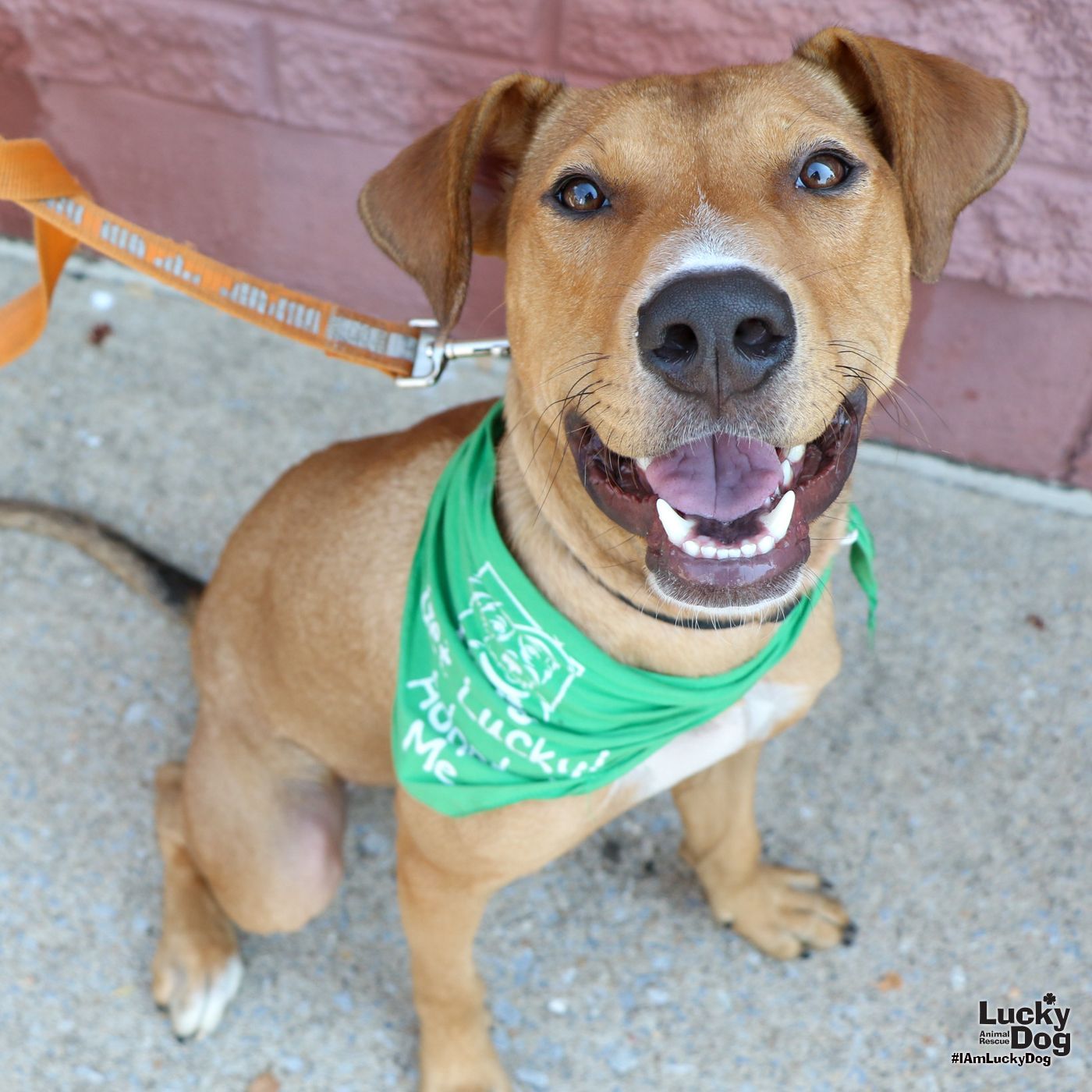 adoptable Dog in Washington, DC named Frito